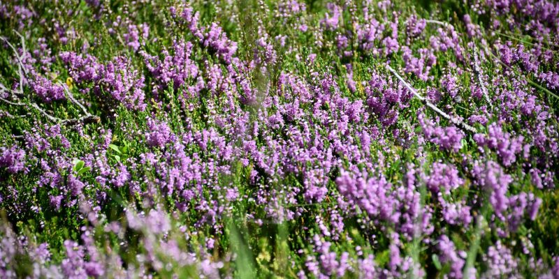 Natur-Suedtirol